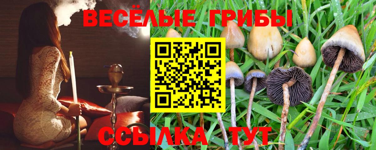Тимашёвск  Псилоцибиновые грибы GOLDEN TEACHER  наркотики  Вход с VPN  Псилоцибиновые грибы прущие грибы 